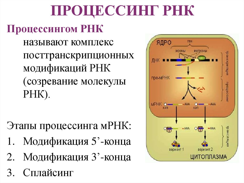 Процесс созревание рнк. Процессинг РРНК У прокариот. Схема процессинга РНК. Процессинг рибосомальной РНК. Процессинг пре-МРНК У эукариот.