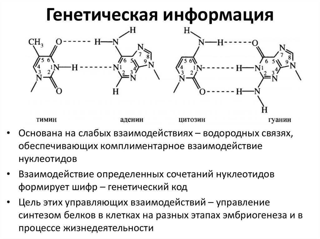 Гуанин и цитозин водородные связи. Водородные связи Тимина и аденина. Аденин и Тимин водородная связь. Гуанин цитозин водородные связи. Аденин Тимин связь.