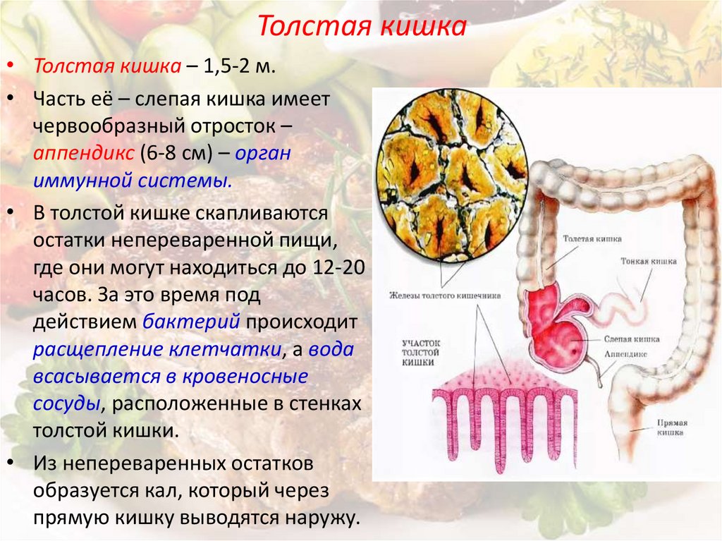 Какое значение имеет складчатость внутренней стенки тонкого кишечника кратко