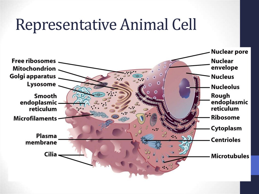 Representative Animal Cell