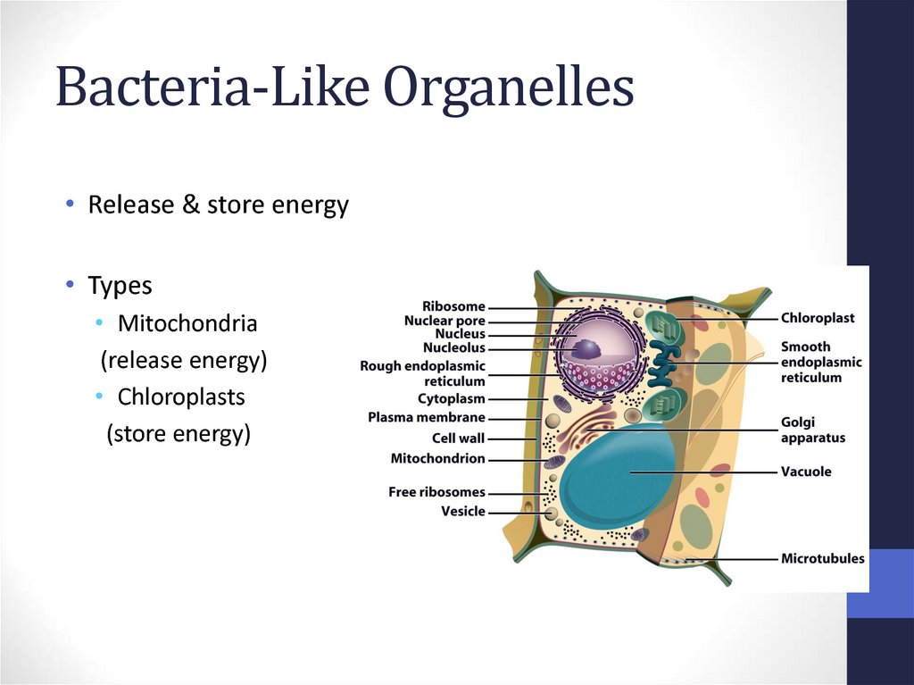 Bacteria-Like Organelles