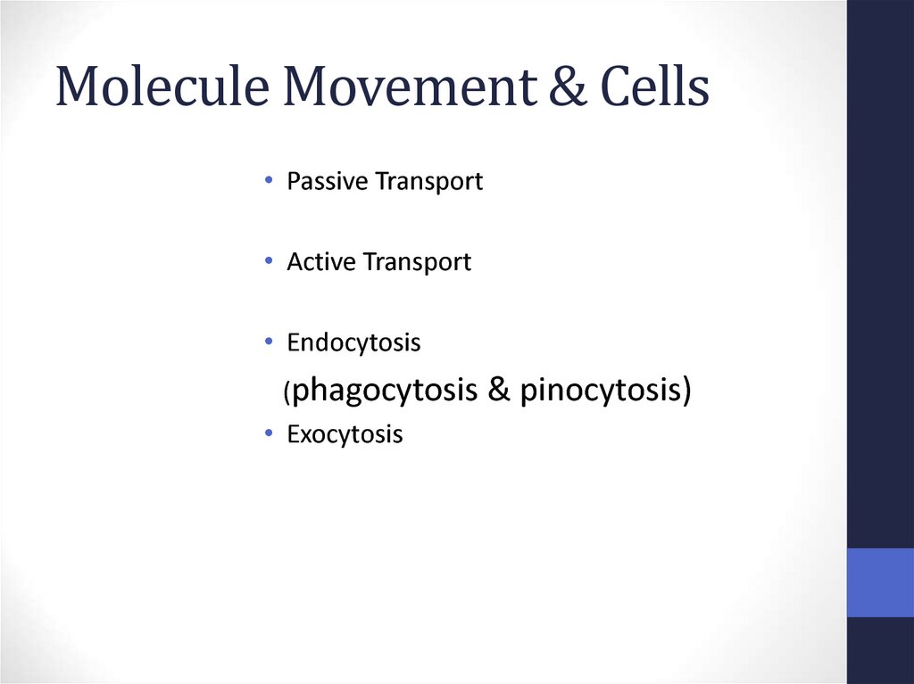 Molecule Movement & Cells