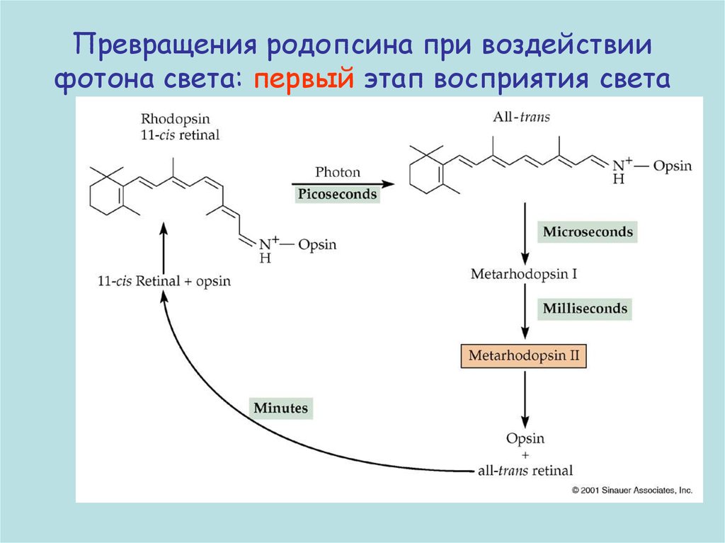 Синтез света. Цикл превращения родопсина. Родопсин и ретиналь. Зрительный цикл родопсина. Цикл родопсина в сетчатке.