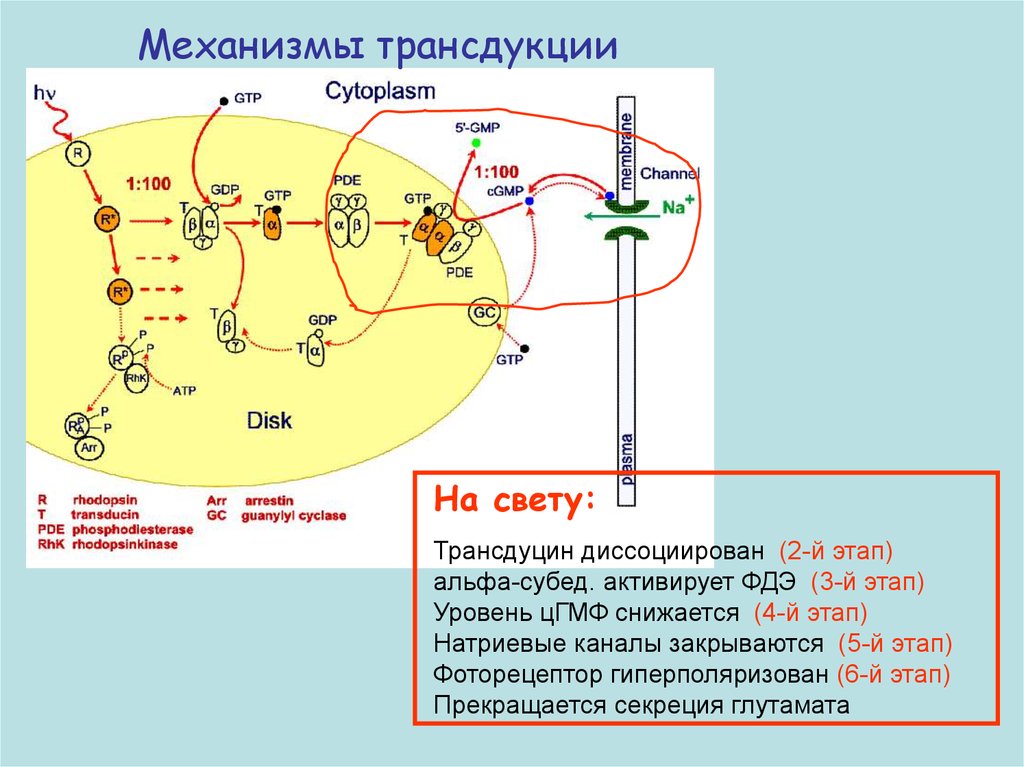 Схема семакс и ноопепт