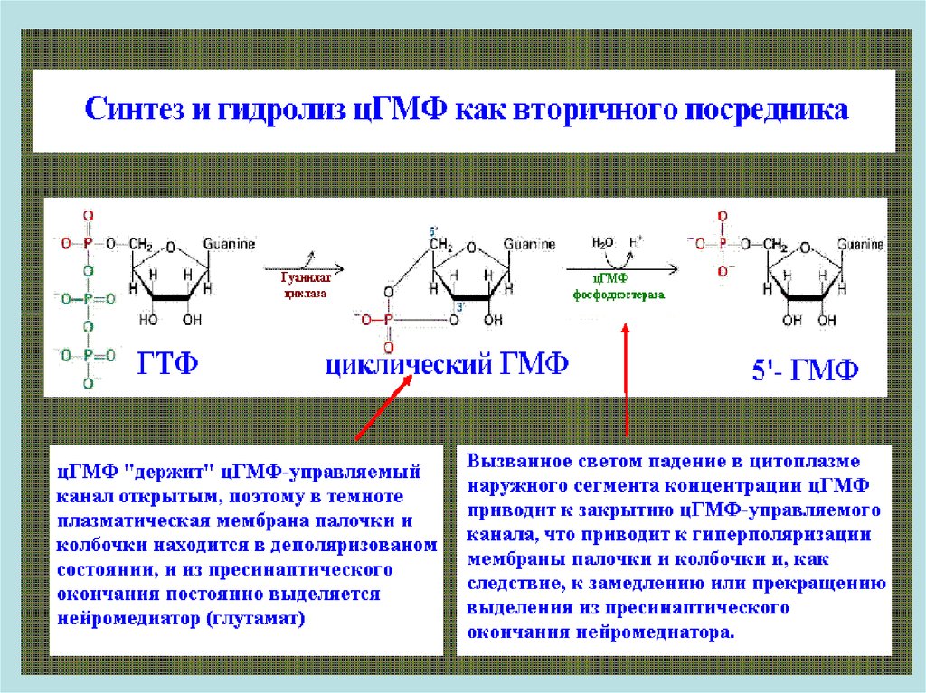 Третий синтез. Гидролиз ГТФ реакция. ЦГМФ строение. ЦГМФ гидролиз. Структура ГТФ.