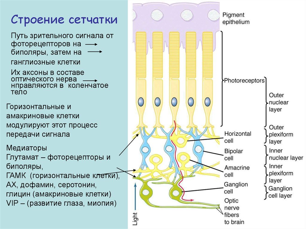 Отделы сетчатки. Ганглиозные клетки сетчатки строение. Схема строения фоторецепторных клеток. Строение фоторецепторов глаза. Амакриновые и горизонтальные клетки сетчатки.