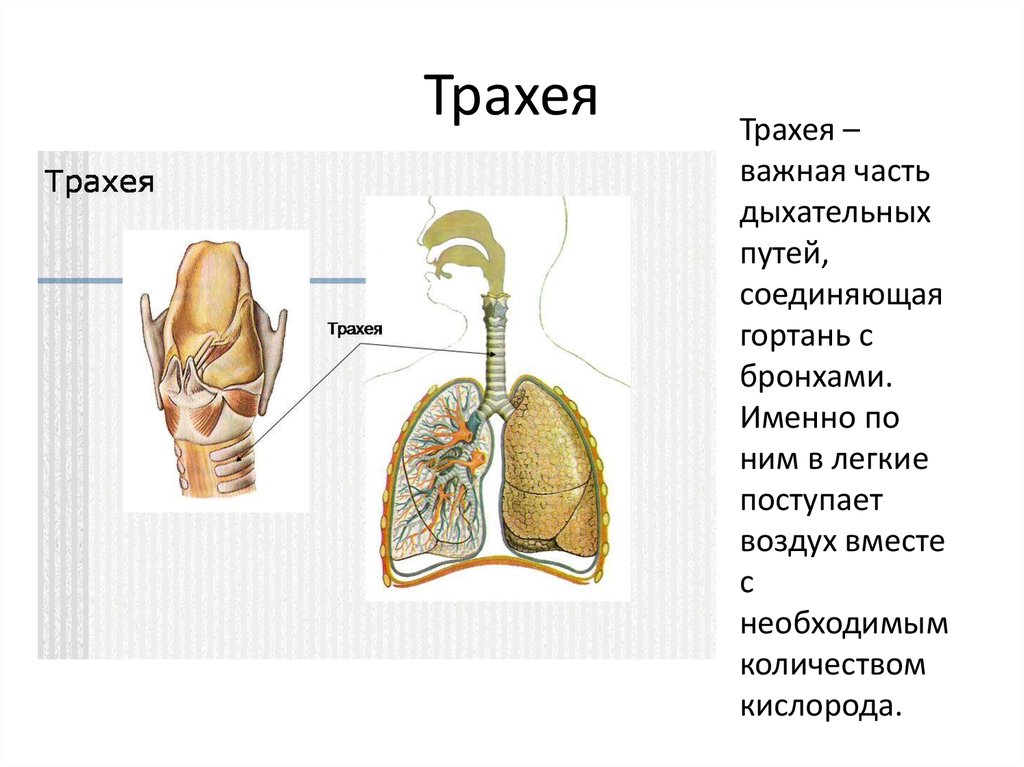 Каковы особенности строения трахеи. Дыхательная система строение трахея. Дыхательная система трахея анатомия человека. Строение органов дыхания трахея. Функции трахеи 8 класс биология.