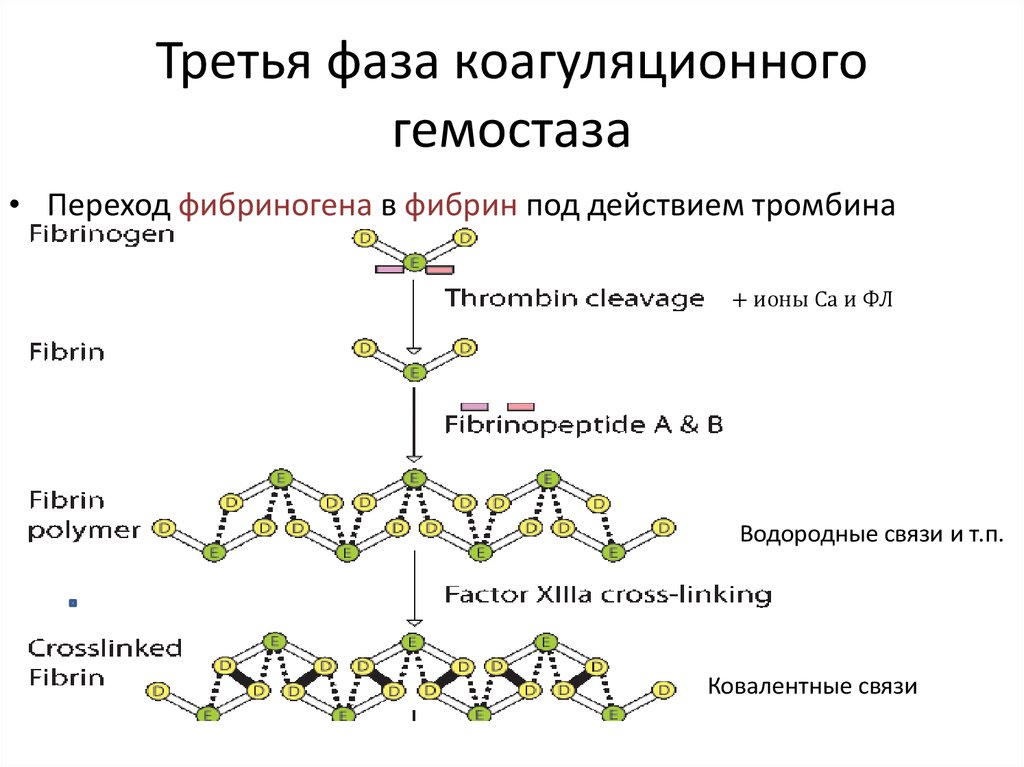 Третья фаза коагуляционного гемостаза