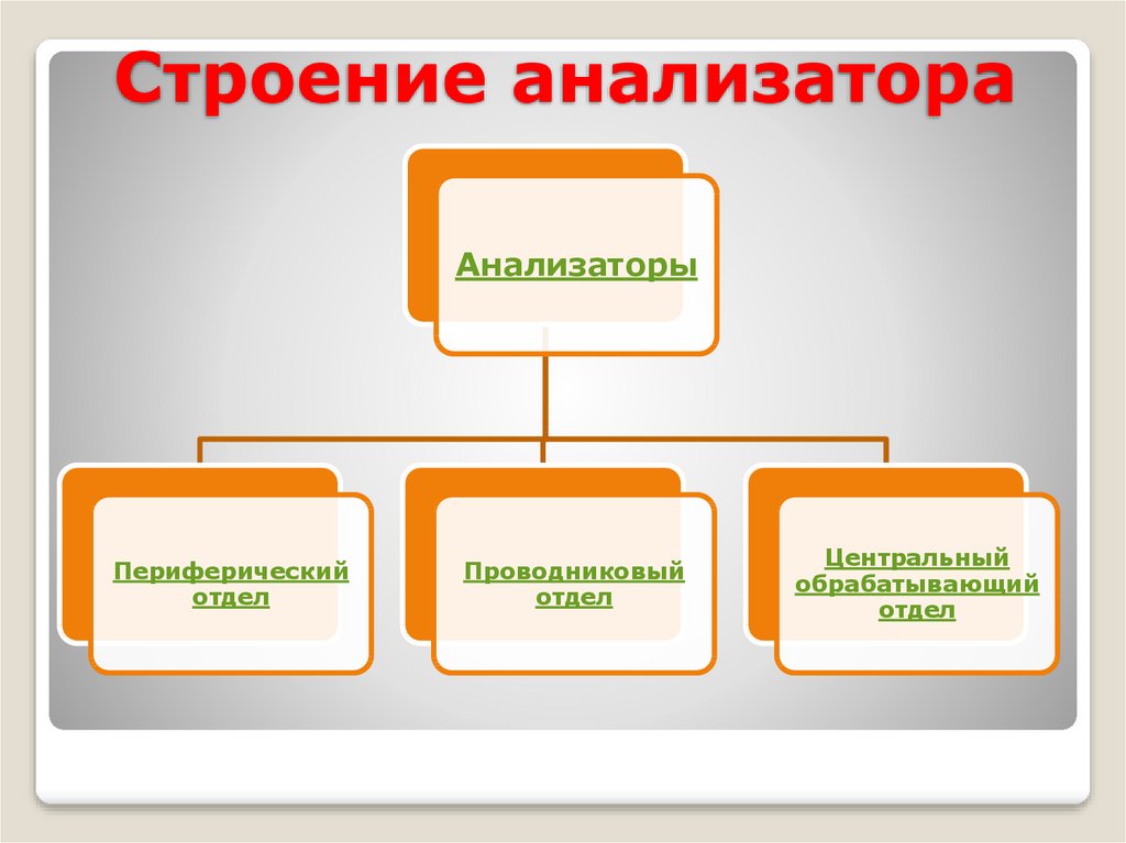 Презентация по теме анализаторы