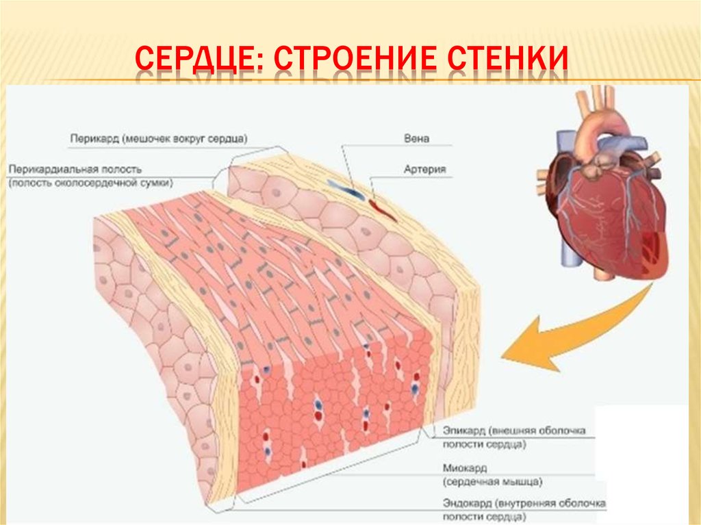 Миокард латынь. Строение сердца перикард миокард. Строение оболочек стенки сердца гистология. Внутренняя оболочка эндокард. Структура стенки сердца.