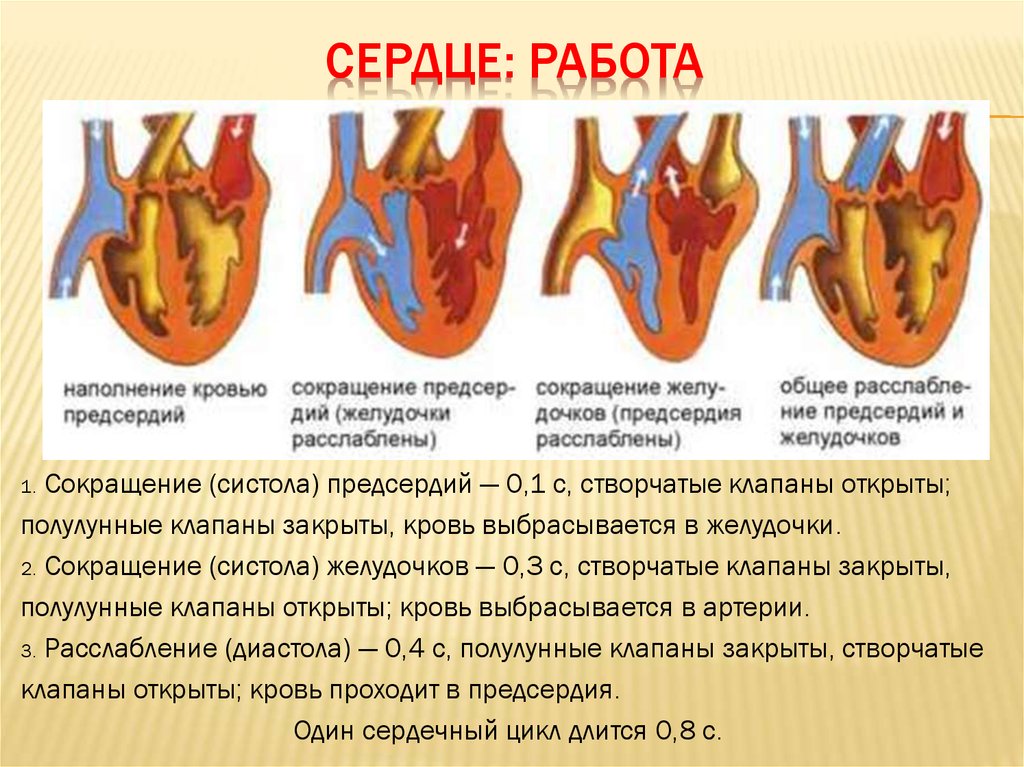 Полулунные клапаны расположены между