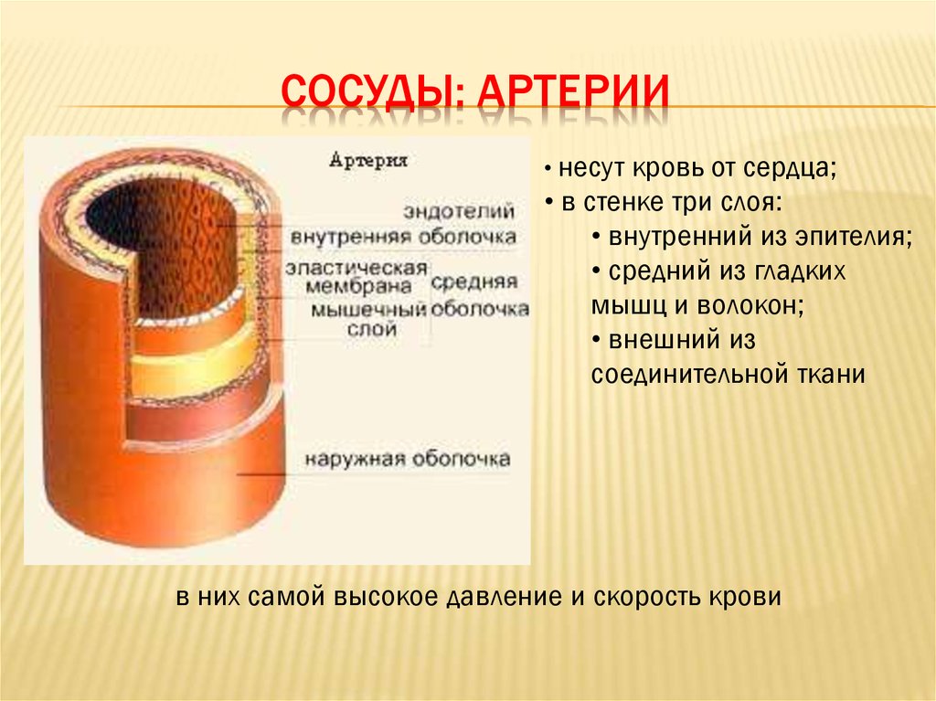 Почему сделать сосуды. Что такое сосуды кратко. Наружная оболочка артерии. Ткани артерии.