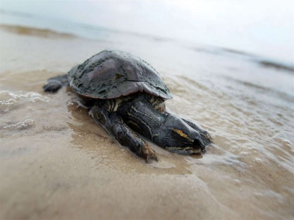 Черепаха лежу. Экологическая катастрофа черепахи.