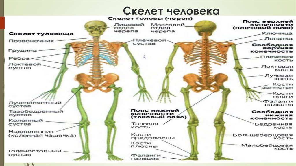 Головной отдел скелета. Скелет человека. Строение скелета.