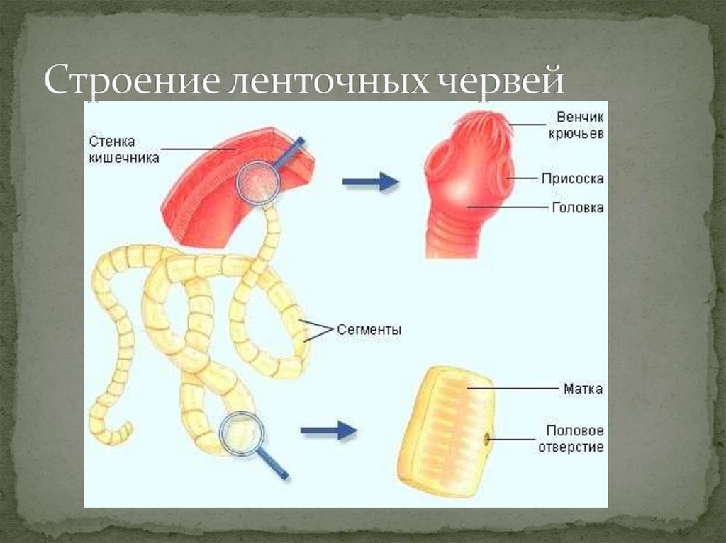 Строение ленточных червей фото