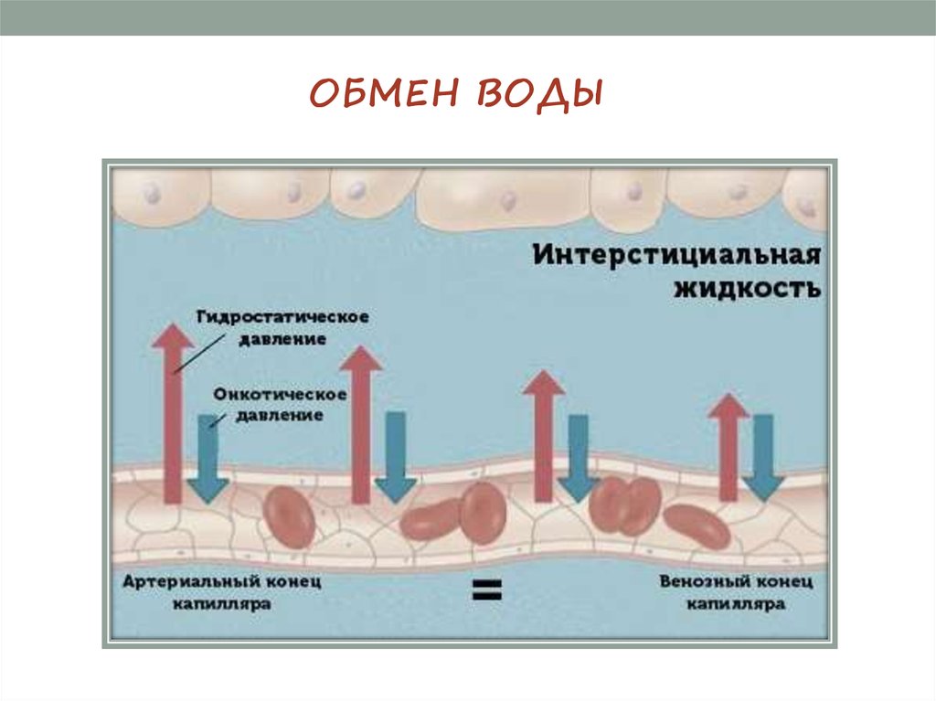 Обмен жидкостями. Обмен воды. Отёк лёгких из за увлажнителя. Отличия гидростатического отека от интерстициального.