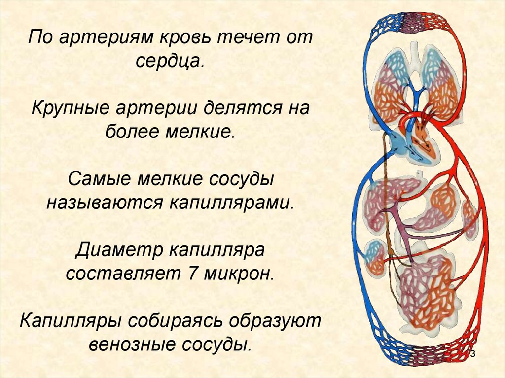 Происходит образование венозной крови из артериальной круг. По артериям кровь течет к. По артериям кровь течет от сердца. Легочные капилляры по которым кровь течет к сердцу.