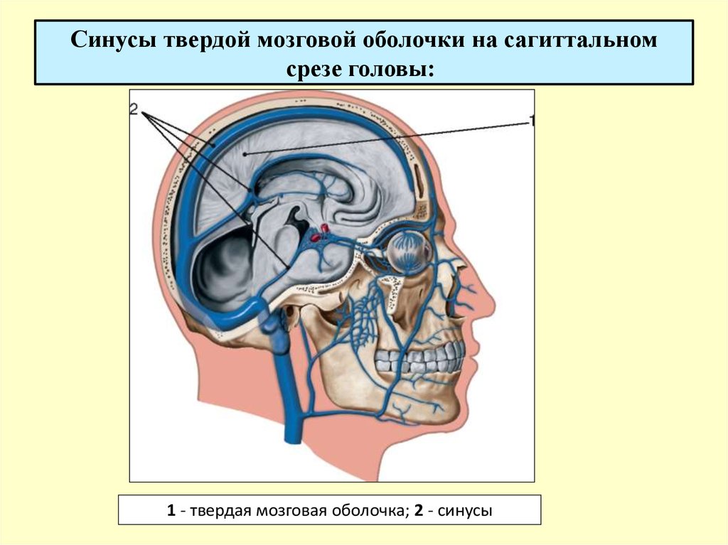 Синусы оболочек головного мозга. Синусы твердой мозговой оболочки схема. Сигмовидный синус твердой мозговой.