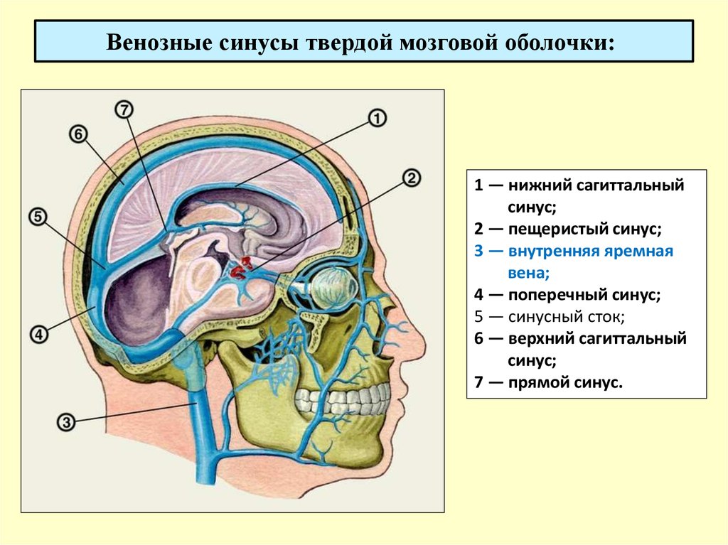 Синусы оболочки головного мозга