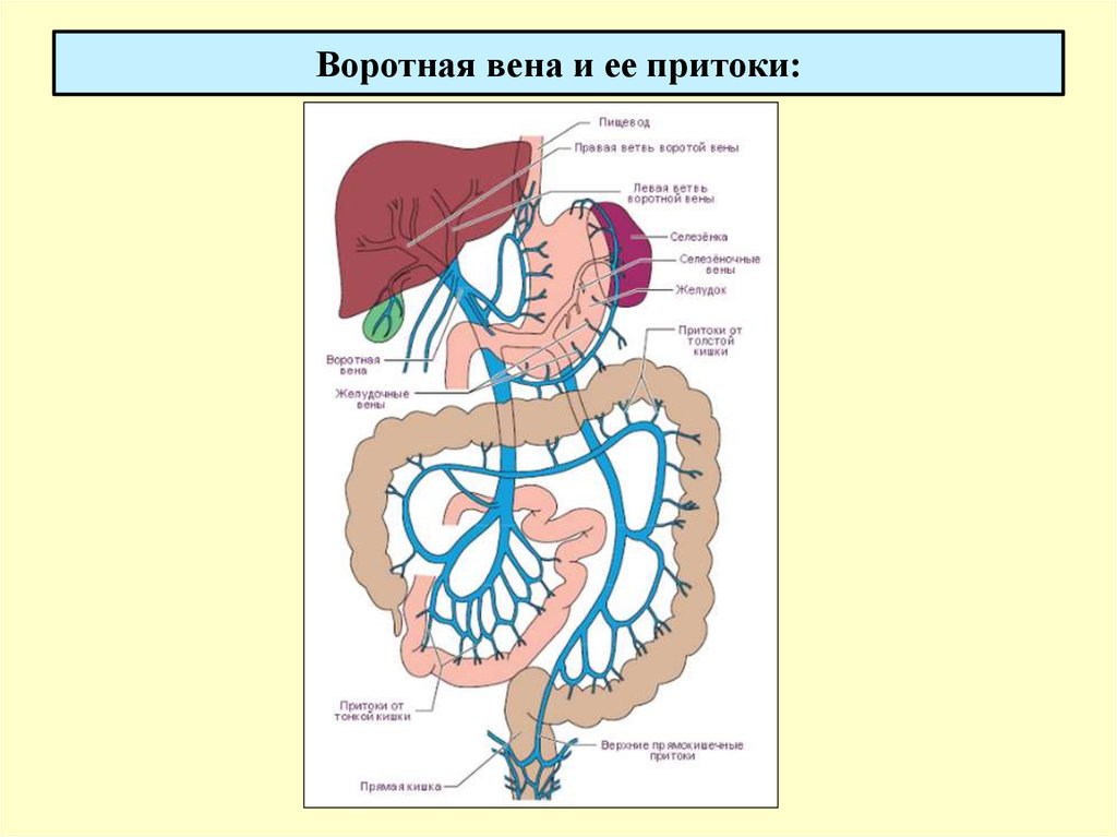Висцеральные притоки. Система воротной вены анатомия. Схема строения системы воротной вены. Система воротной вены печени.