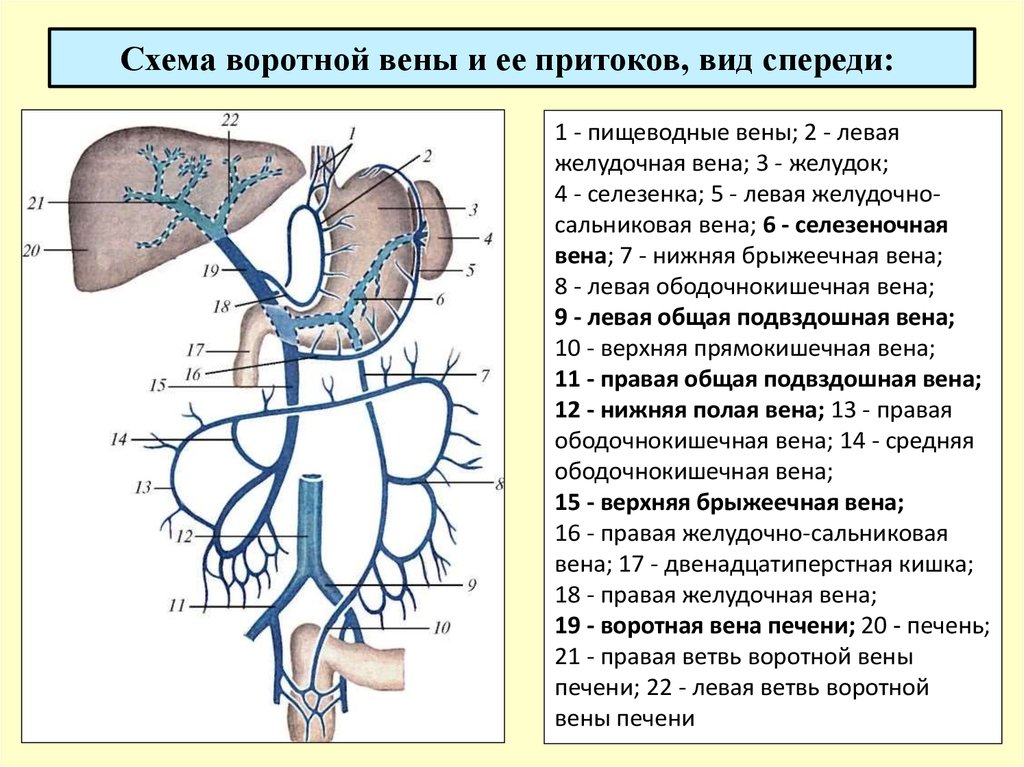 Печень движение крови. Система воротной вены печени схема. Воротная Вена печени схема. Система воротной вены анатомия схема. Система воротной вены топография.