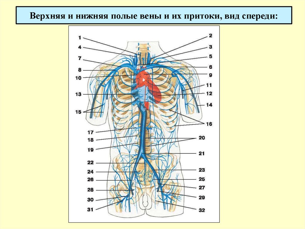 Рисунок верхней полой вены