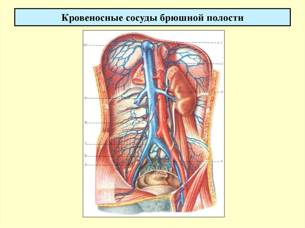 Нижняя полая вена в какой полости. Анатомия человека вены и артерии брюшной полости. Кровеносная система брюшной полости человека схема. Кровоснабжение парных органов брюшной полости. Кровоснабжение органов брюшной полости анатомия.