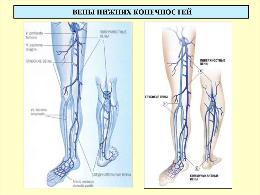 Анатомия вен ноги. Перфорантные вены нижних конечностей схема. Вена нижней конечности анатомия. Схема расположения глубоких вен нижних конечностей. Глубокие вены голени анатомия.