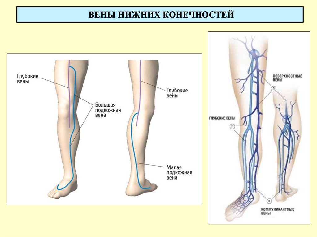 Анатомия вен ноги. Поверхностные вены нижней конечности схема. Вена Джиакомини нижних конечностей. БПВ вен нижних конечностей анатомия. Подкожная Вена нижней конечности анатомия.