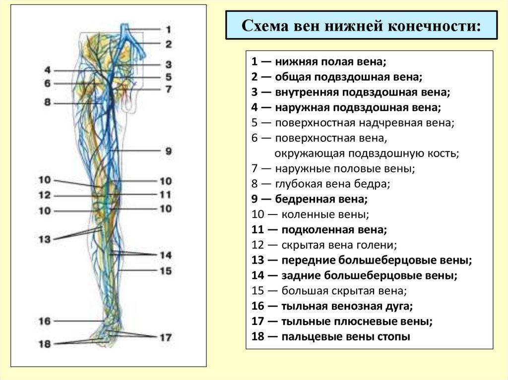 Карта вен нижних конечностей. Схема венозной системы нижних конечностей человека. Схема подкожных вен нижних конечностей. Поверхностные вены нижней конечности схема. Анатомия вен нижних конечностей человека.