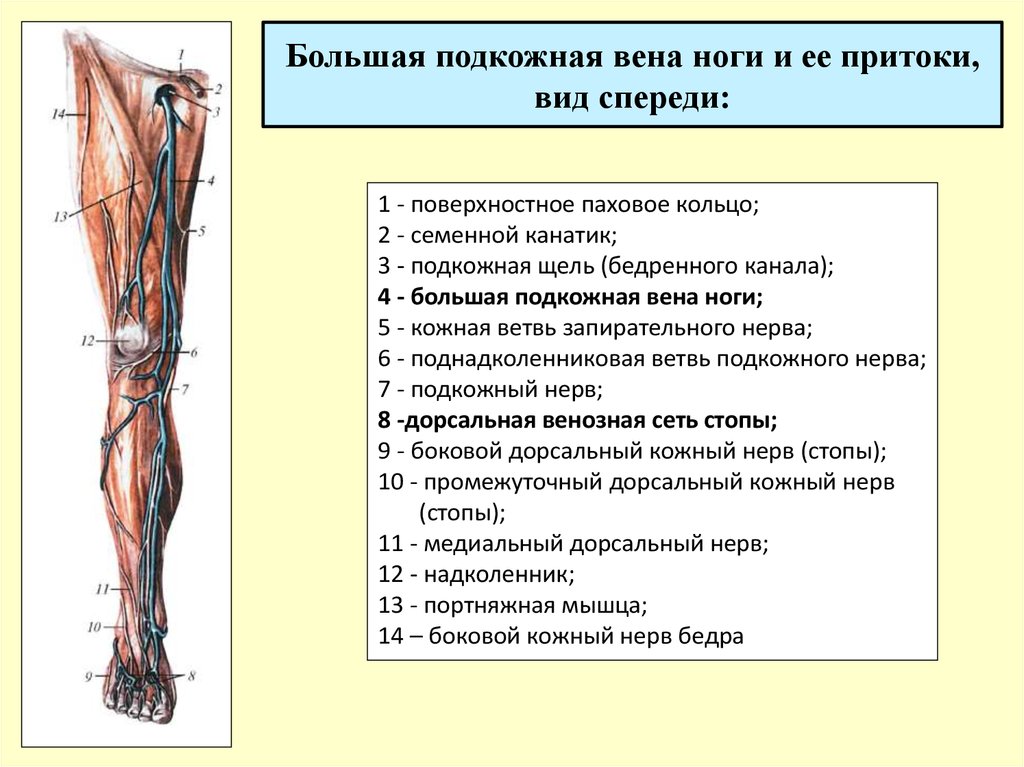 Вены и артерии нижних конечностей фото