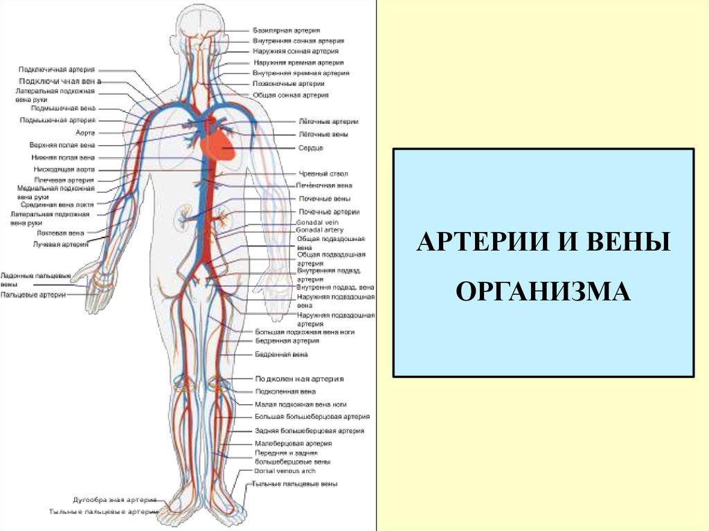 Самая большая вена у человека где находится. Артериальная система схема артерий. Основные сосуды артериальной системы. Артериальная и венозная система человека анатомия. Схема строения венозной системы человека.