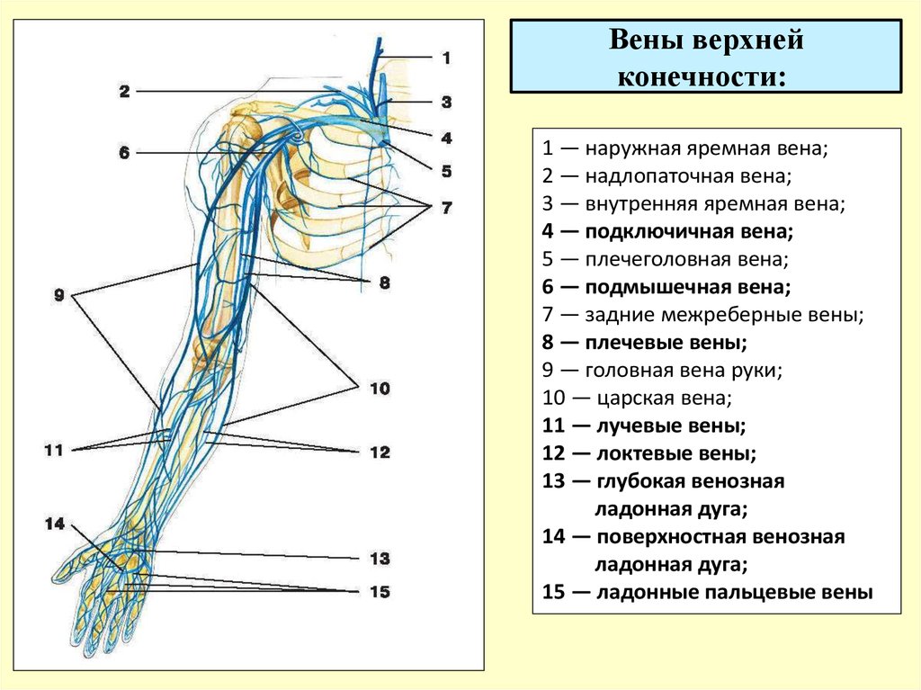 Анатомия вен верхних конечностей