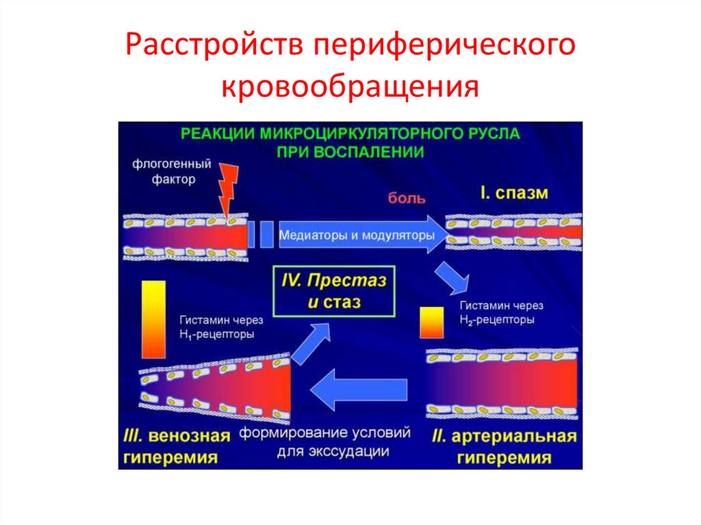 Нарушение кровообращения таблица. Нарушения периферического кровообращения и микроциркуляции. Резистивная модель периферического кровообращения. Стадии нарушения периферического кровообращения. Патология периферического кровообращения.