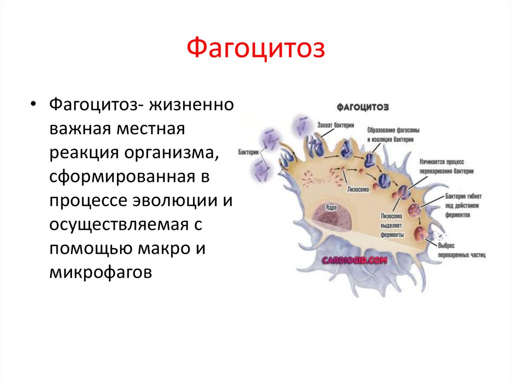 Фагоцитоз захват. Что такое фагоцитоз в биологии 6 класс. Клетки осуществляющие фагоцитоз. Процесс фагоцитоза. Схема фагоцитоза.