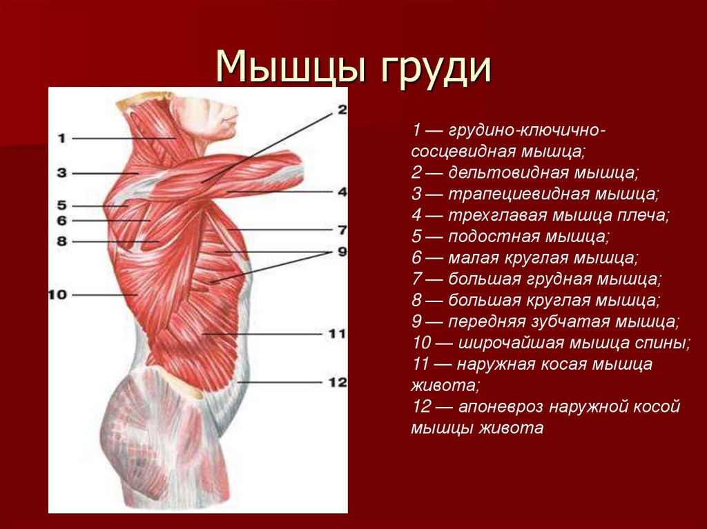Мышцы ягодицы анатомия картинки для уколов