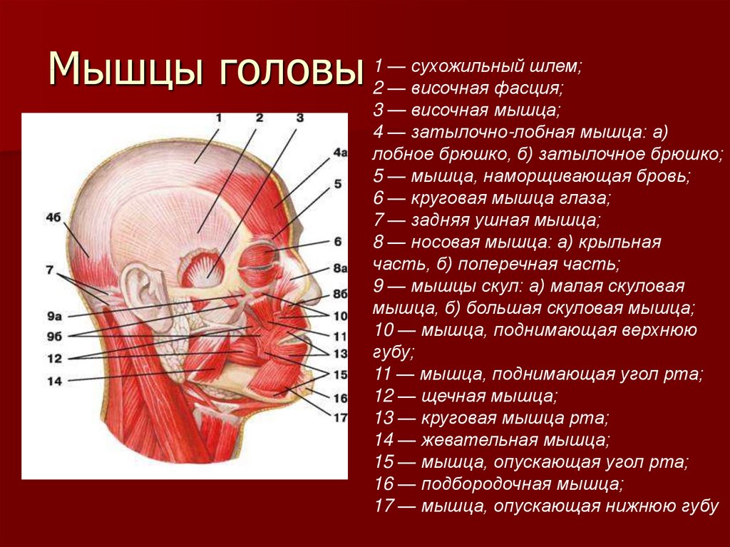 Как называется затылок. Мышечное строение черепа человека. Мышцы головы анатомия медунивер. Строение и названия мышц шеи. Мышцы головы и шеи вид сбоку с обозначениями.