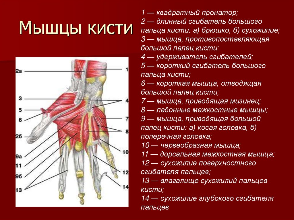 Сгибатель латынь. Мышцы кисти руки человека анатомия. Мышцы кисти вид спереди. Медиальная группа мышц кисти. Сухожилия сгибателей пальцев кисти анатомия.