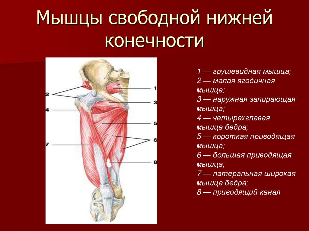 Функция отдела нижних конечностей. Основные мышцы нижней конечности анатомия. Поверхностные мышцы нижних конечностей вид спереди. Мышцы нижних конечностей грушевидная.