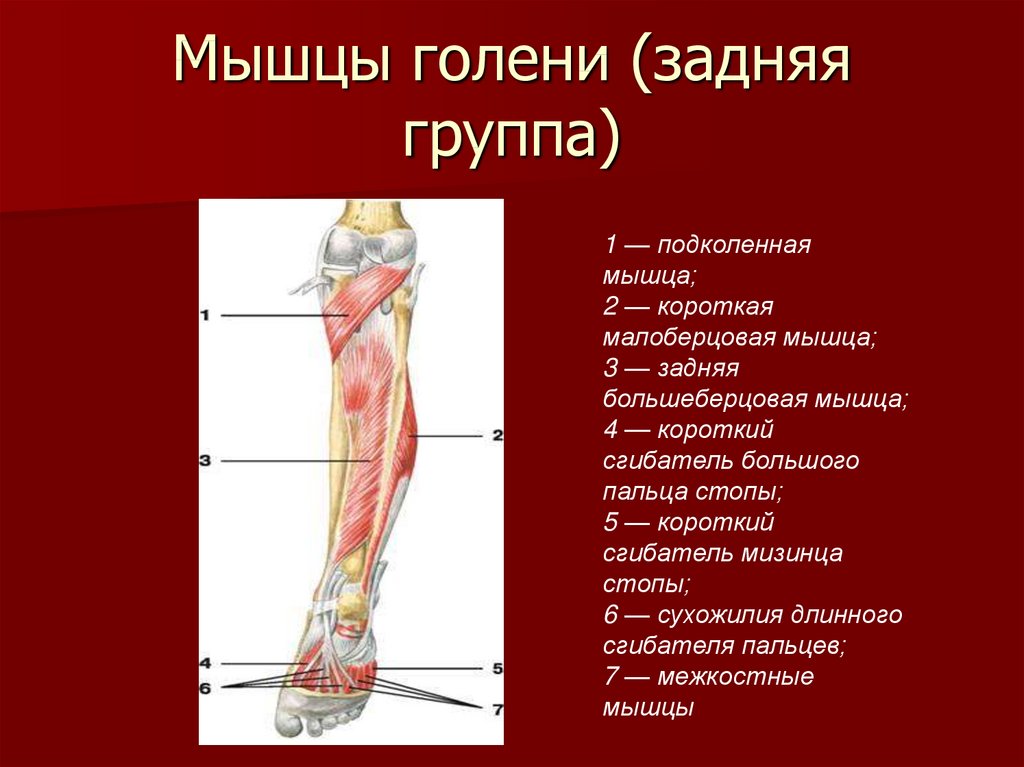 Группы мышц голени