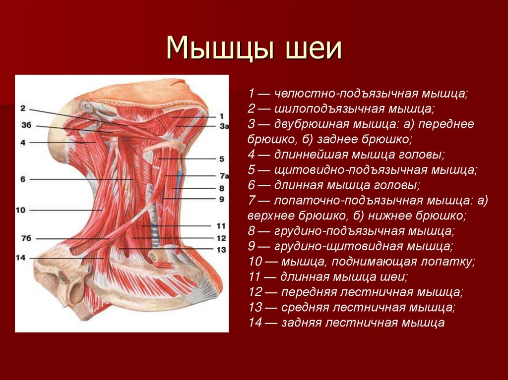 Внутреннее строение шеи. Подзатылочные мышцы шеи анатомия. Мышцы шеи спереди обозначения. Мышцы шеи анатомия Синельников. Мышцы шеи вид сбоку анатомия.