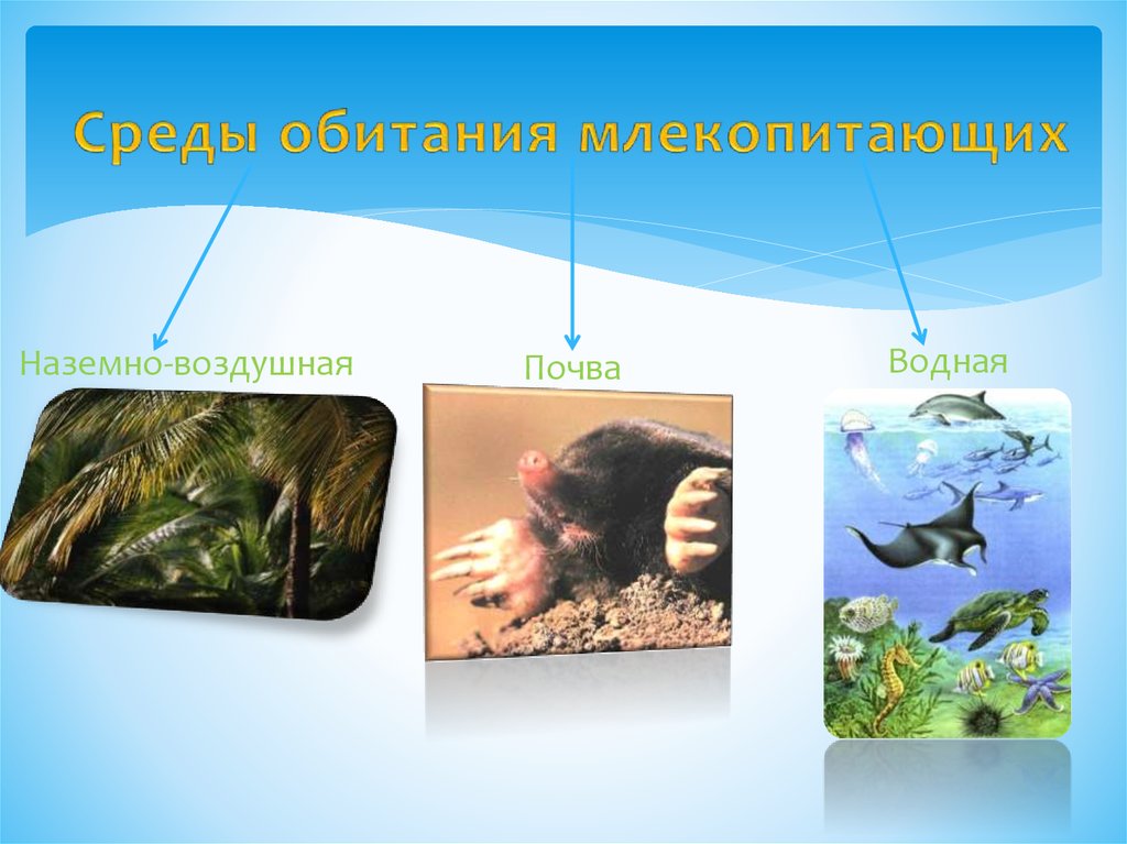 Наземное млекопитающее примеры. Среда обитания млекопитающих. Животные разных сред обитания. Группа животных по среде обитания. Среды жизни млекопитающих.