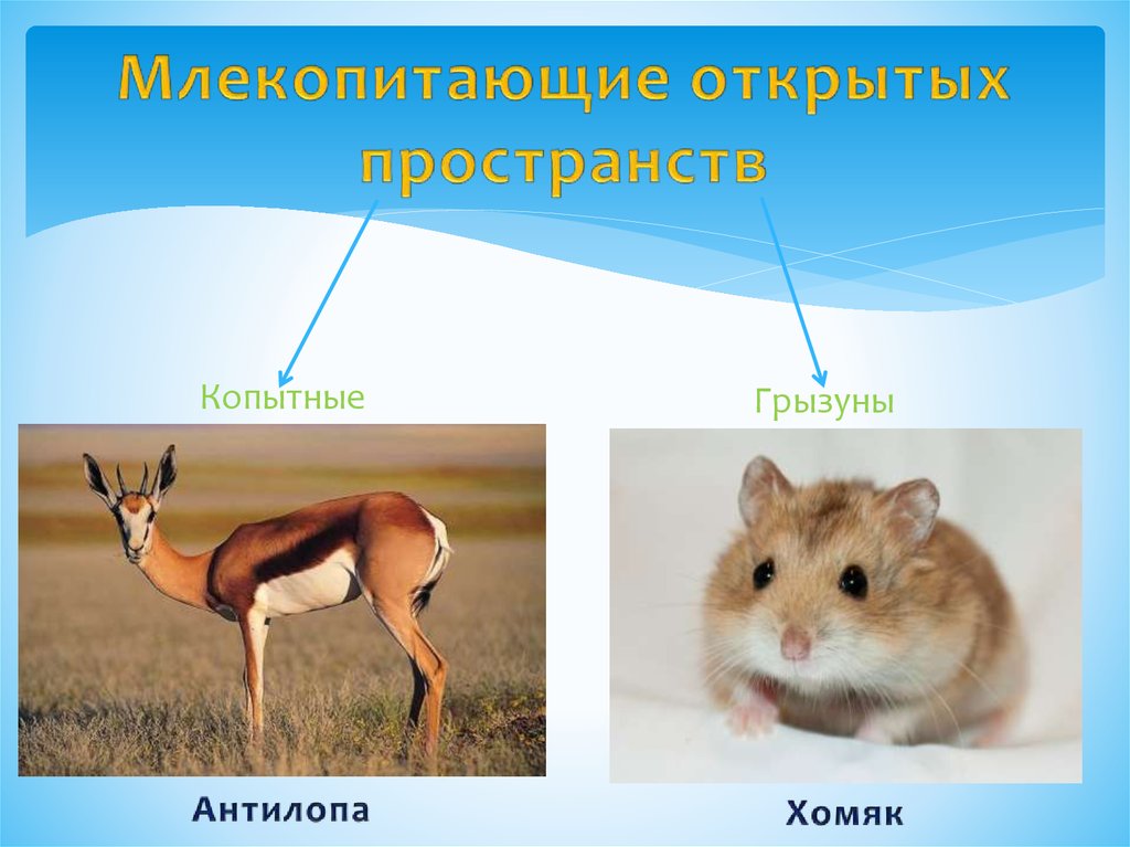 Млекопитающие примеры. Млекопитающие открытых пространств. Млекопитающие открытых пространств представители. Млекопитающие различных экосистем. Экосистема млекопитающих.