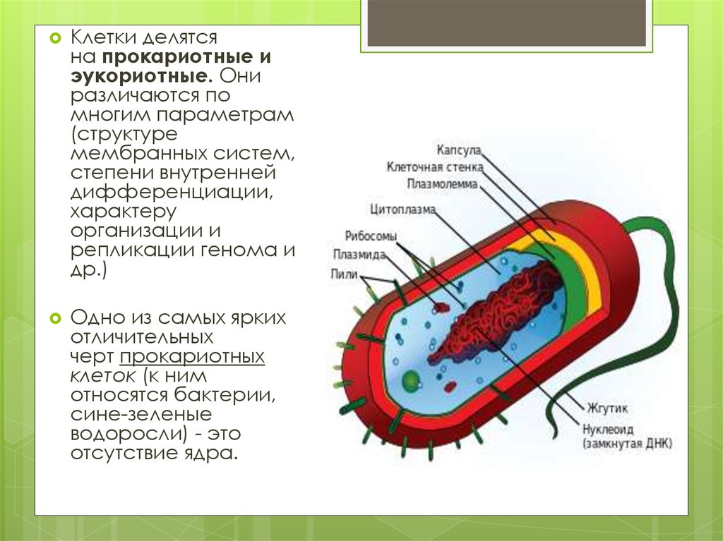 Капсула клетки