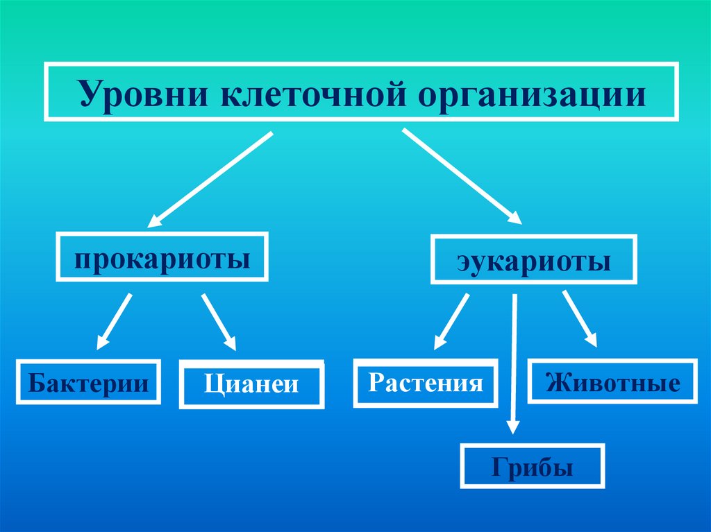 Клеточная организация клетки. Форма клеточной организации прокариот. Типы клеточной организации. Временная организация клетки.