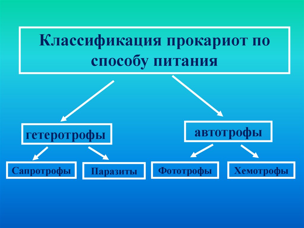 Хемотрофы