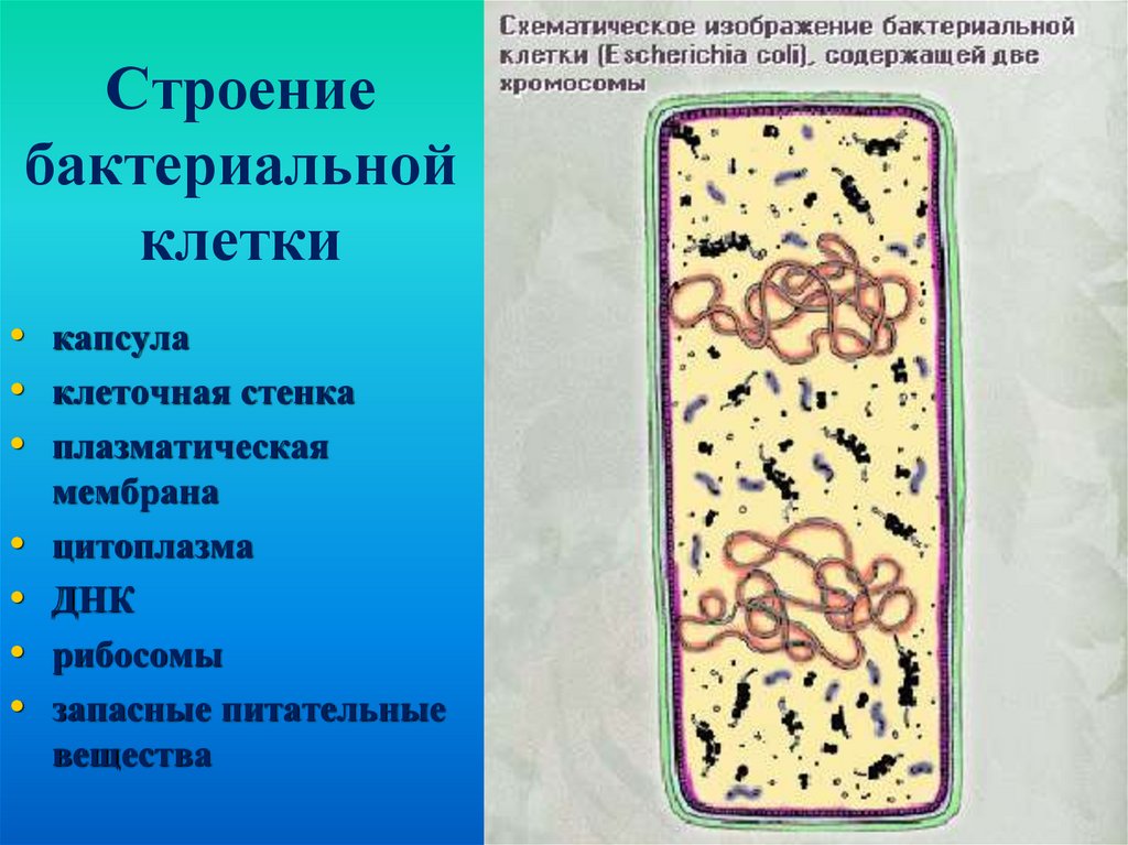 Клетка бактерий рибосомы. Включения микробной клетки:. Строение бактериальной клетки. Строение бактериальной клетки включения. Рибосомы бактериальной клетки.