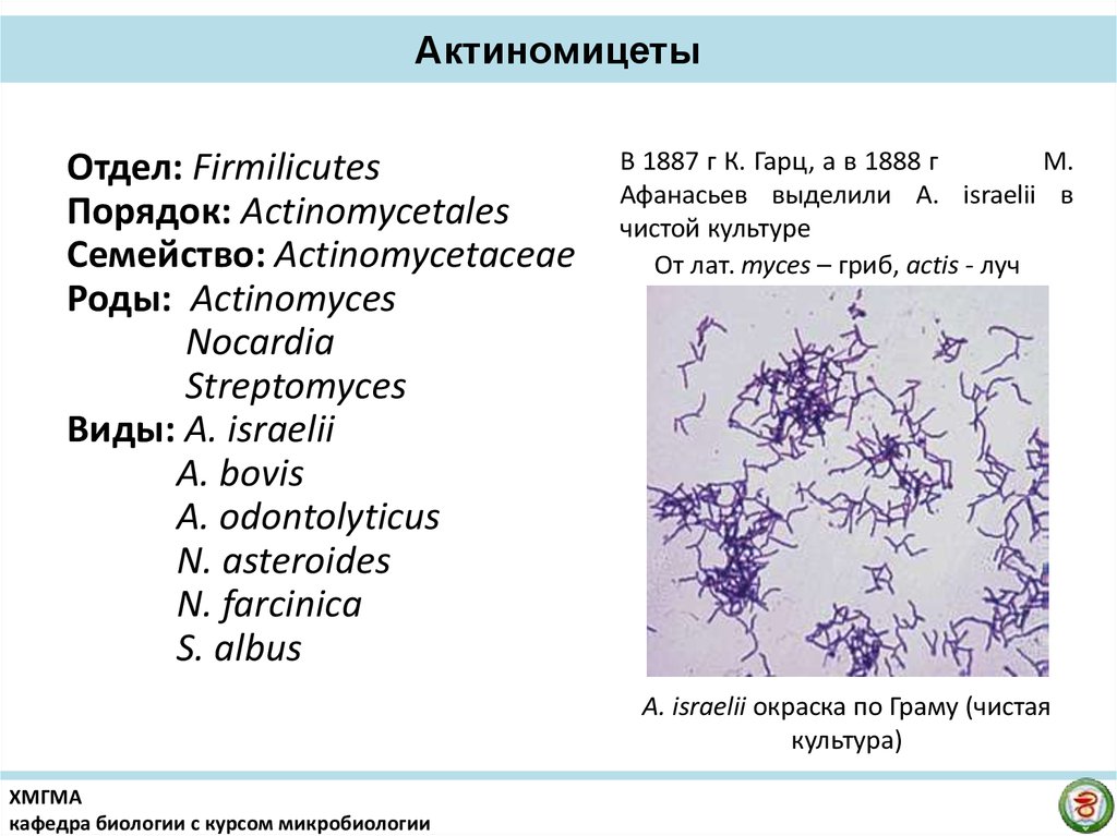 Актиномицеты микробиология презентация