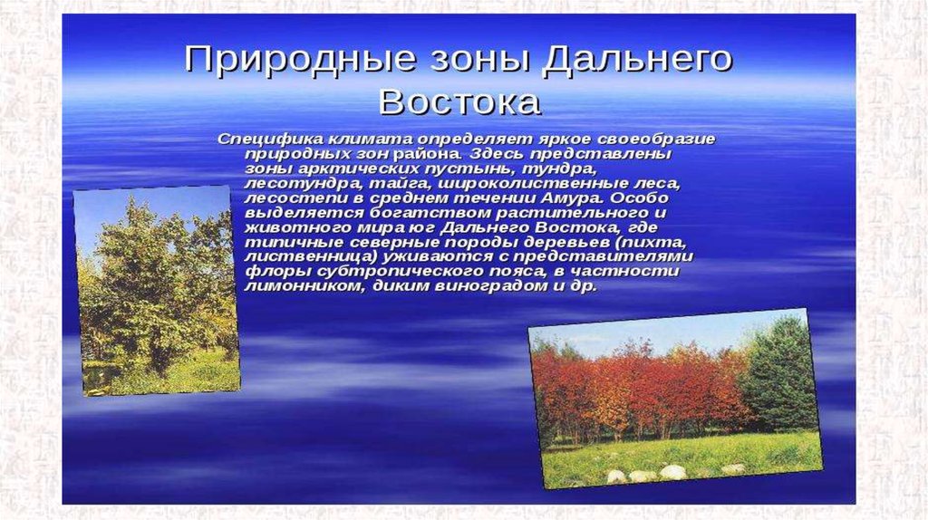 Дайте оценку природных дальнего востока. Зона смешанные леса дальнего Востока России. Природные зоны дальнего Востока. Смешанные леса дальнего Востока географическое положение. Леса дальнего Востока географическое положение.