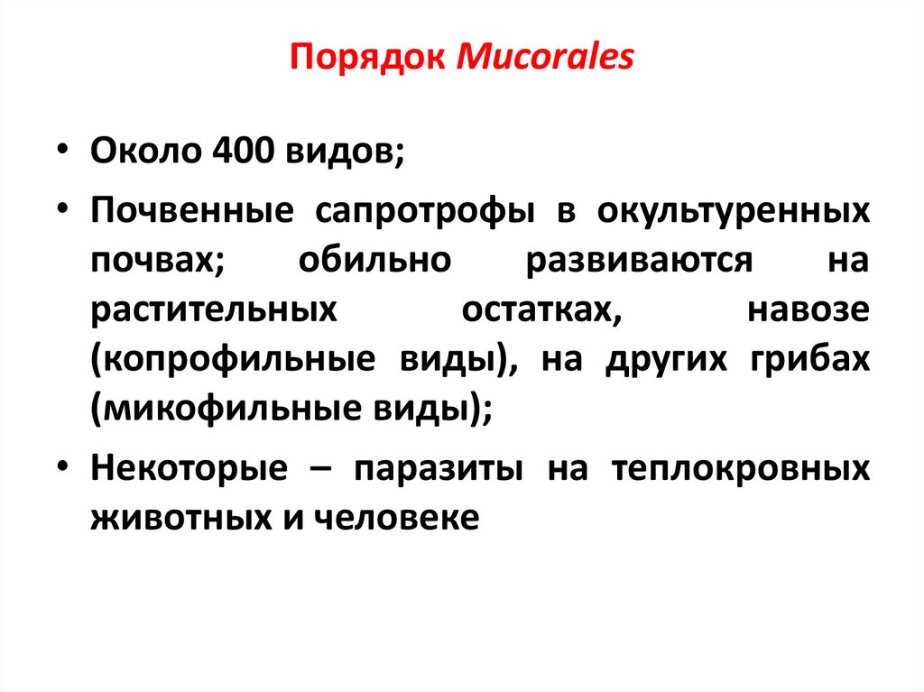 Порядок Mucorales